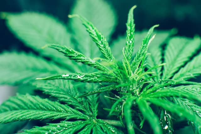 cannabis plants of the snowman strain