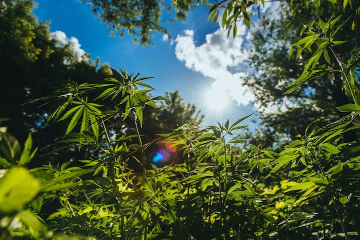 Where Does Weed Grow Naturally?