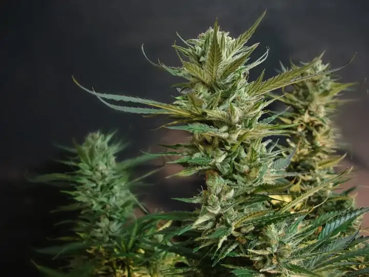 Afghani Weed Strain Review & Information