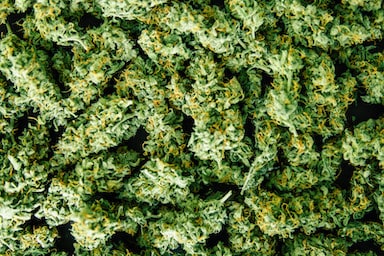marijuana buds, best budtender certification in Missouri