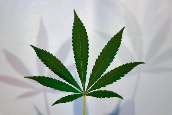 cannabis leaf, budtender certification in arizona