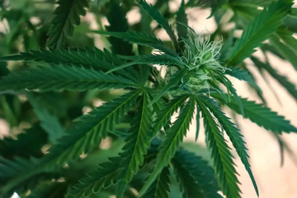 How to Start a Marijuana Business in Maine 1 marijuana plant, how to start a marijuana business in maine