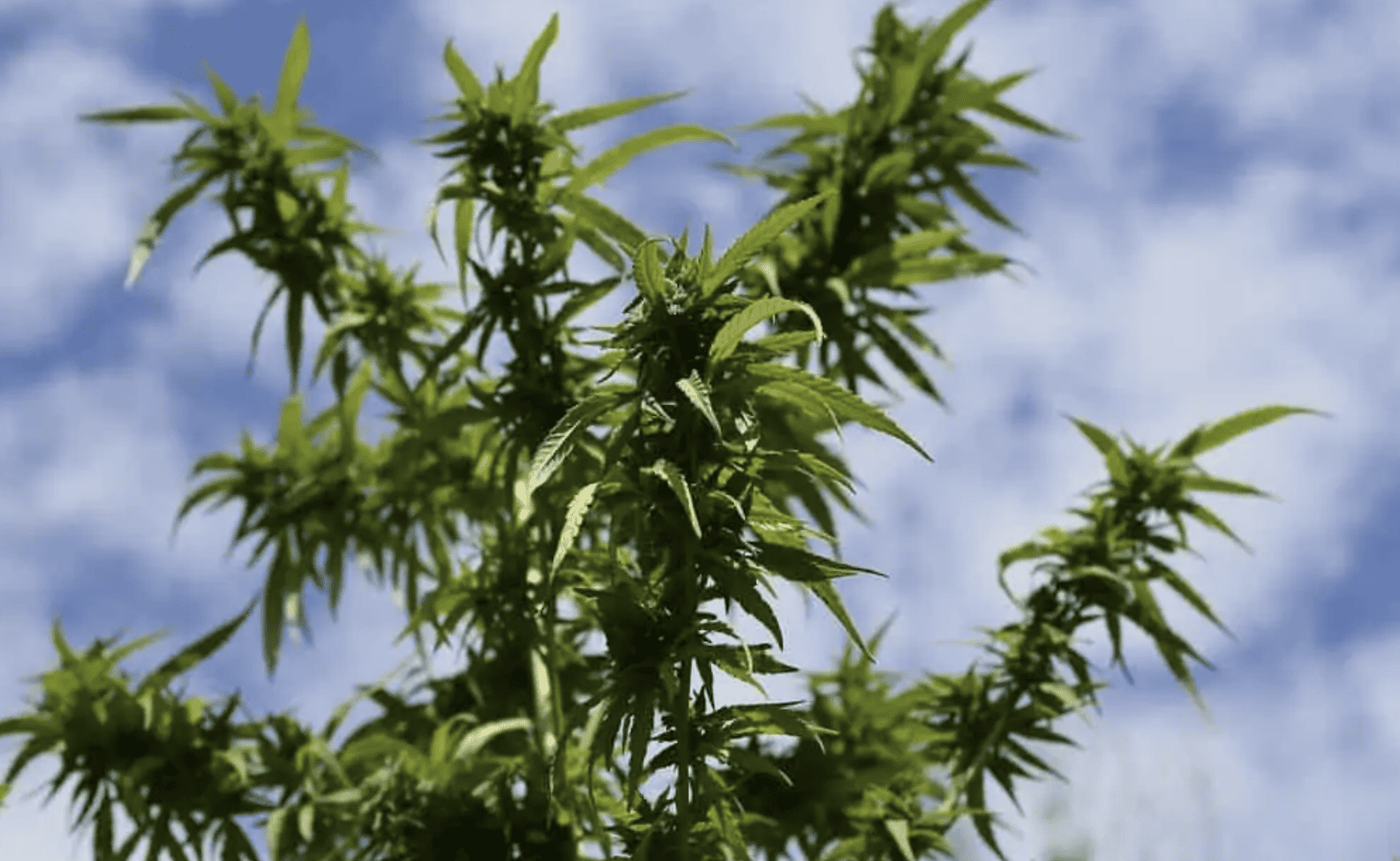 Medical Marijuana and Qualifying Conditions