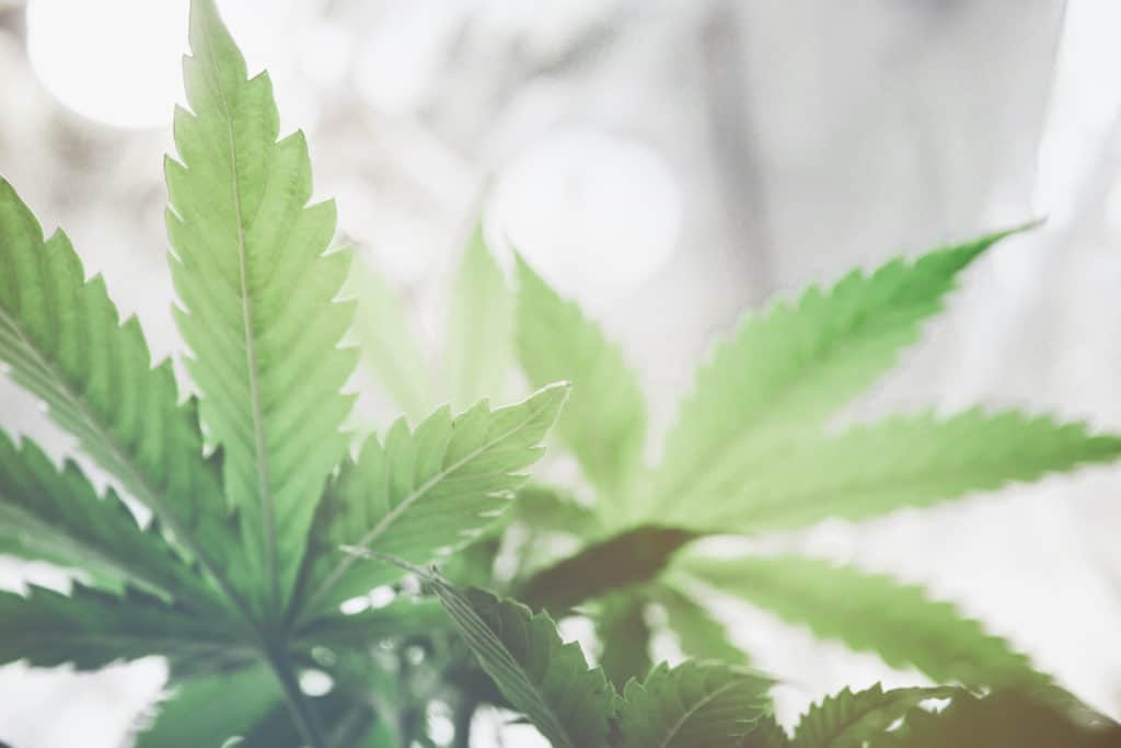 cannabis mumbles strain plant