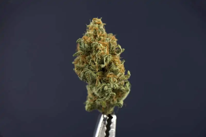 marijuana bud isolated on grey, funny weed names