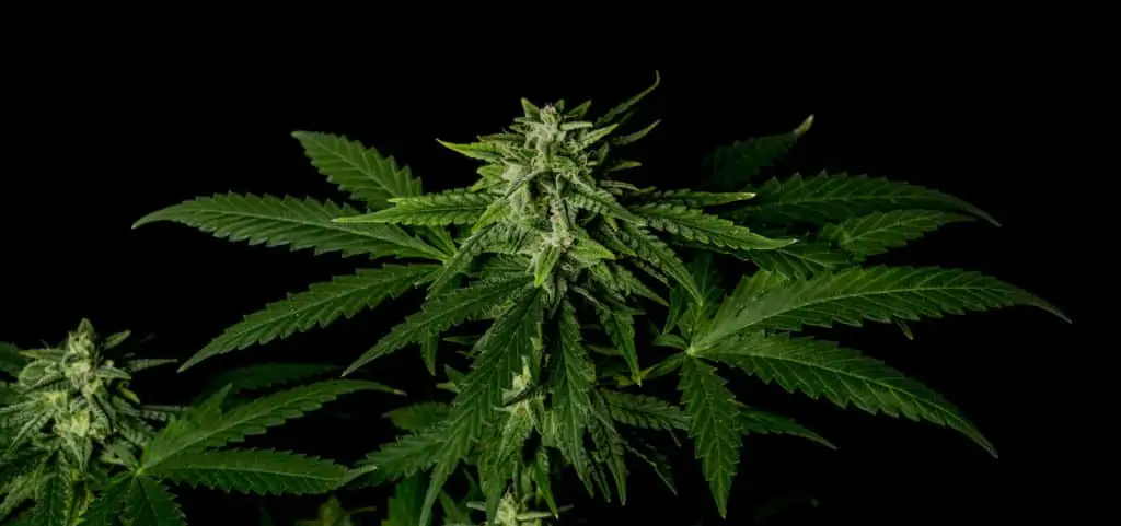 Black Widow Strain Review 1 Black widow strain with black background