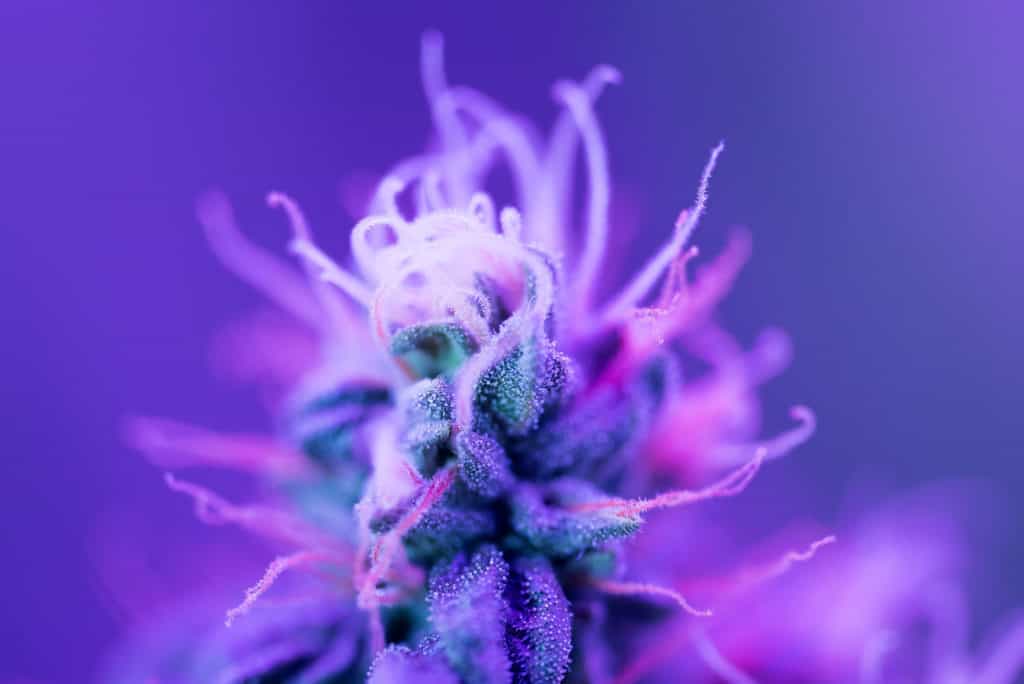Closeup of Cannabis female plant in flowering phase, blackberry kush strain