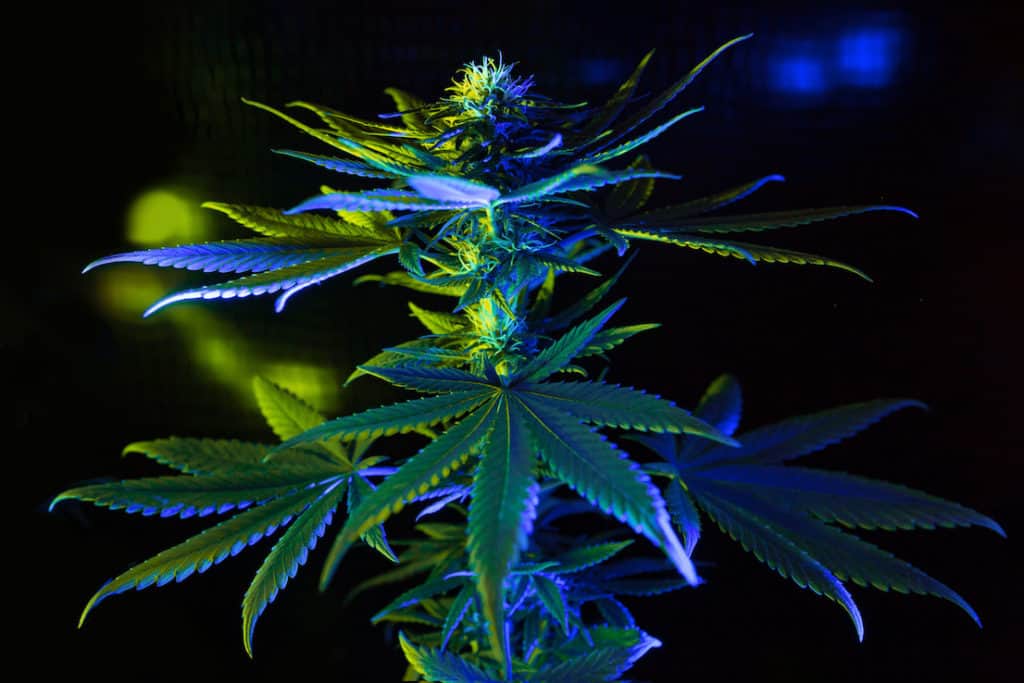 blue skittles strain marijuana plant on black background