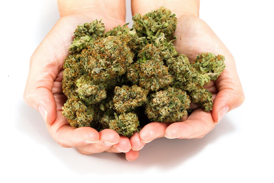 common weed strains in Australia in hands