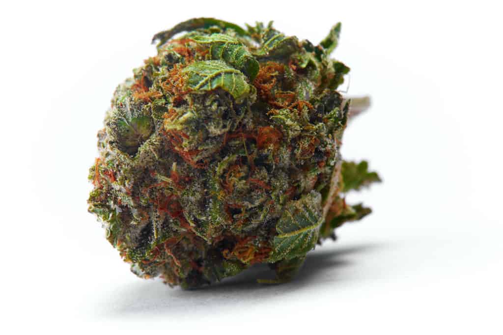 up close of a marijuana bud on white back drop, dragon lady strain