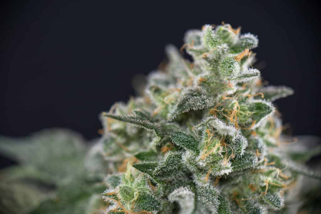 close up of marijuana trichomes, green love potion strain