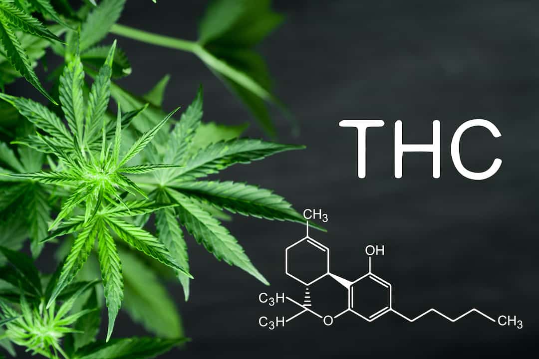 The Definitive Guide to THC Percentage