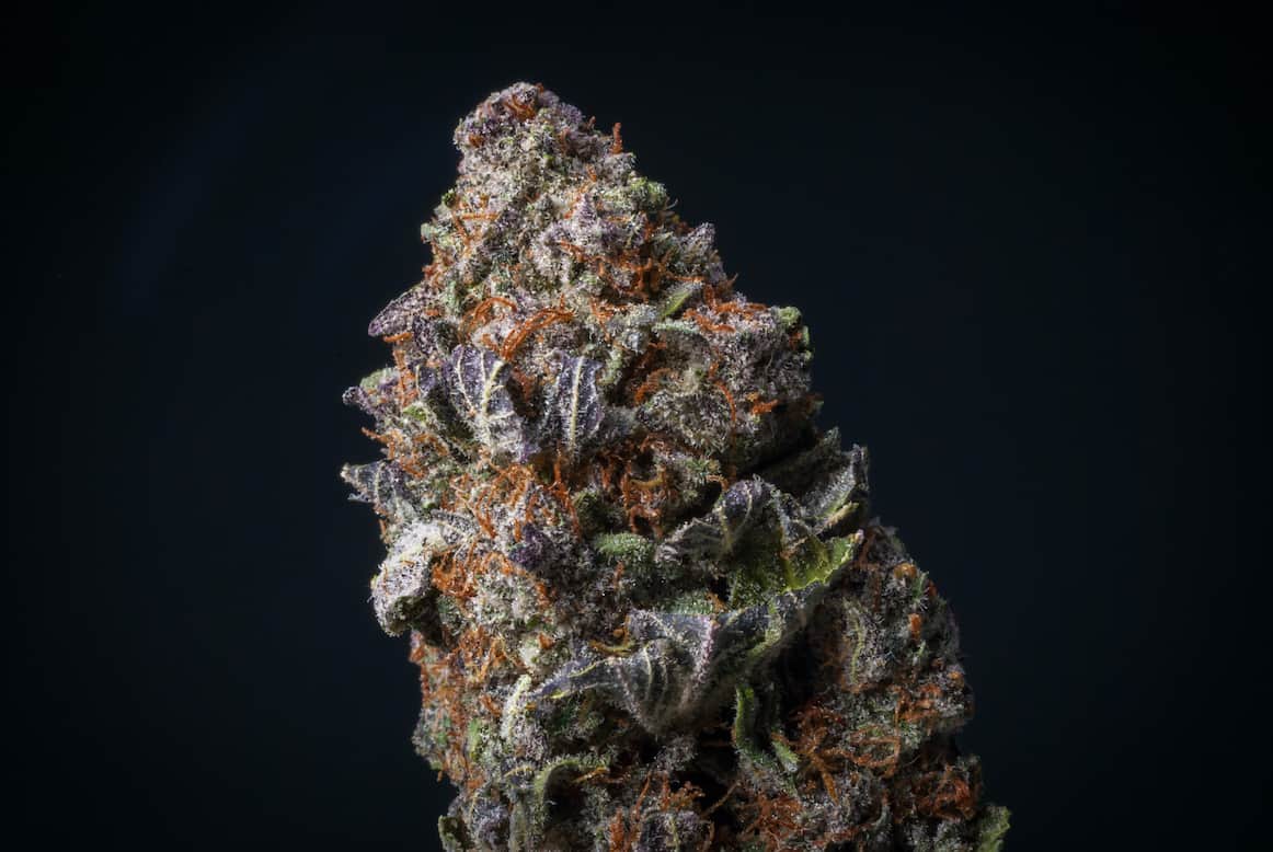 Hitgirl Weed Strain Review & Information