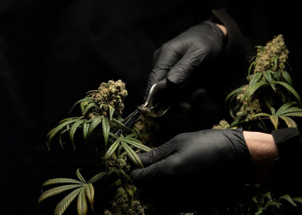 gloved hands trimming cannabis, how to start a marijuana business in Michigan