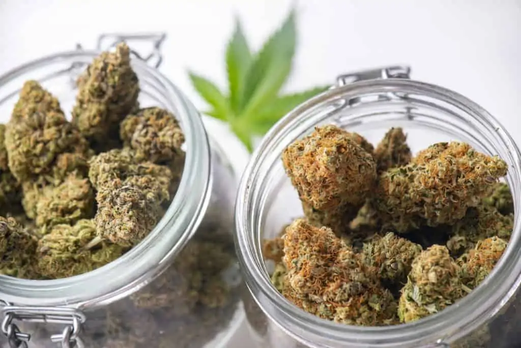glass jar with cannabis buds on white surface, jungle boys strains