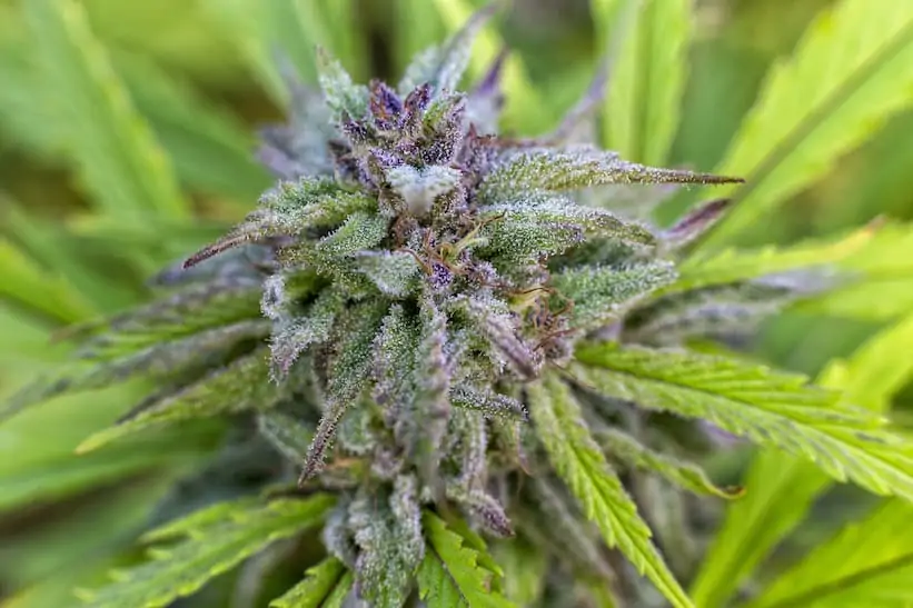 close up of purple dream strain