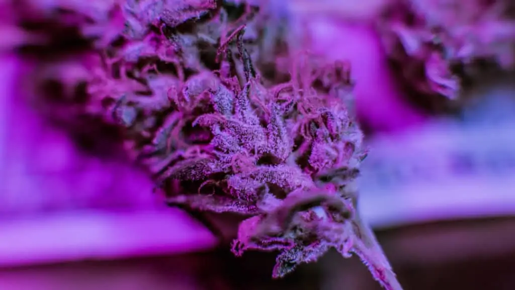up close of a purple marijuana strain, purple haze strain