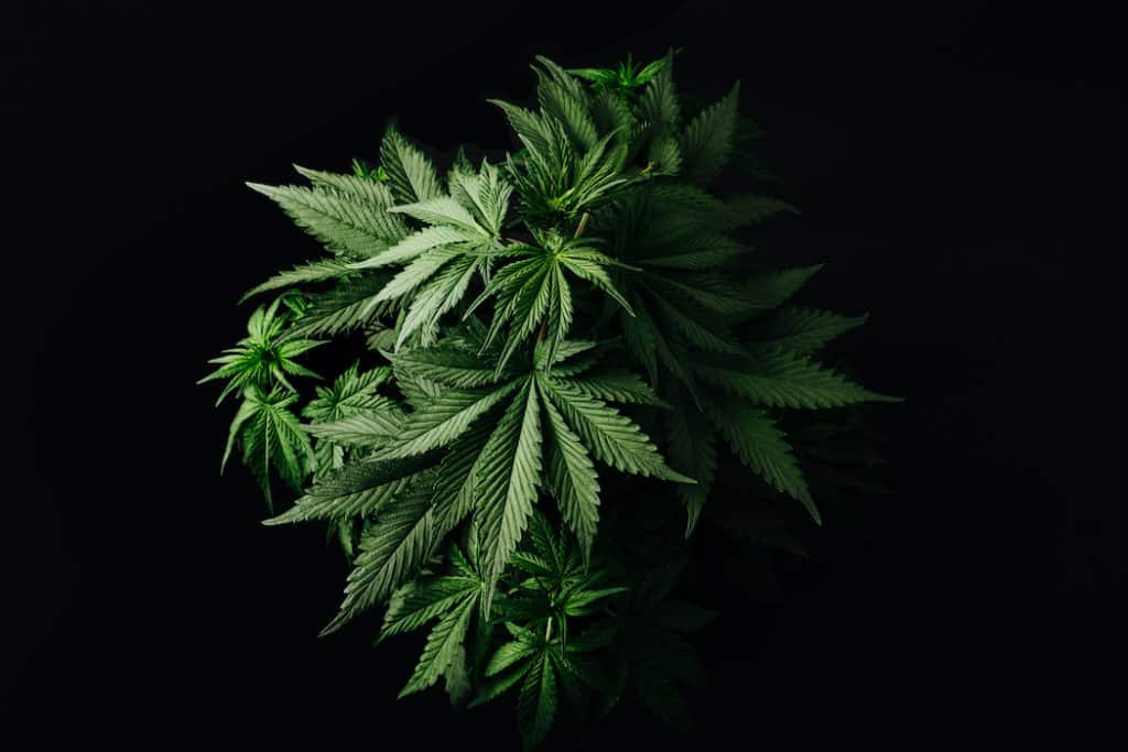 marijuana plant on black background. sasquatch sap strain