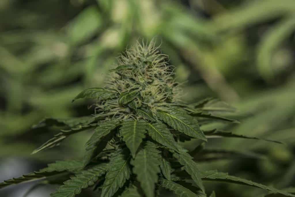 up close of a marijuana plant, Skywalker og strain
