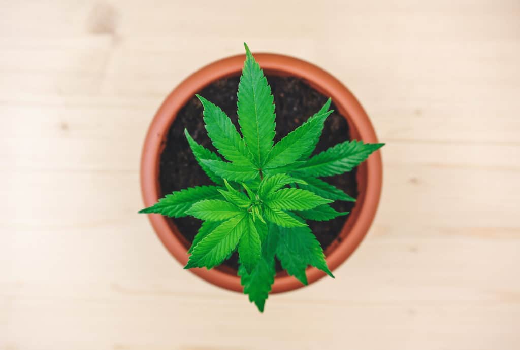 marijuana plant in soil and pot, sugar cookie strain