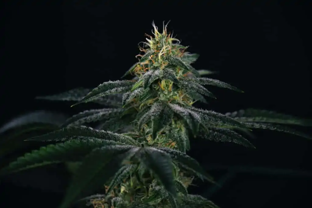 close up of marijuana plant, venom og strain