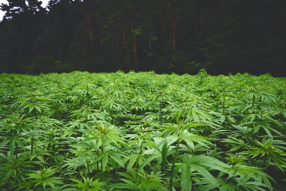 a field of cannabis ruderalis, what is cannabis ruderalis