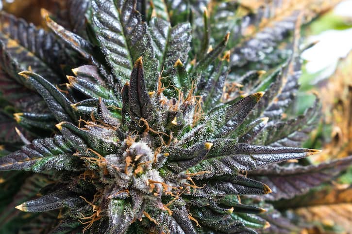 close up of cannabis, alien punch strain