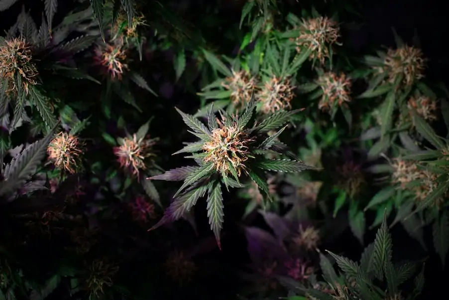 close up of marijuana strains, dark green strain names