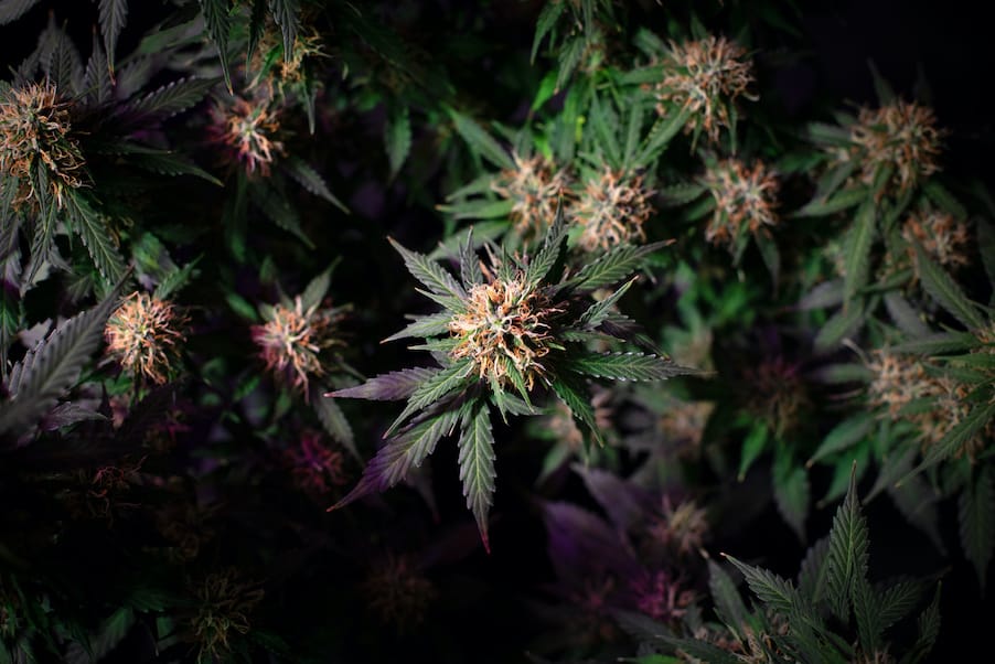 Dark Green Strain Names For Cannabis Connoisseurs