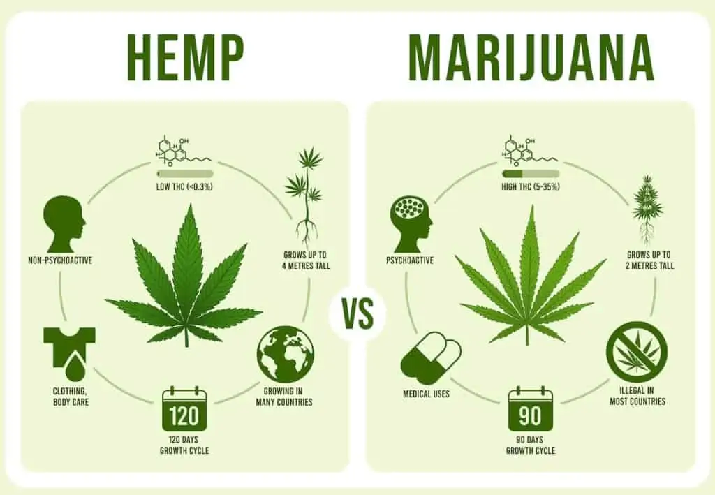 hemp vs marijuana infographics