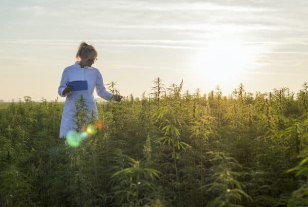lady looking at hemp plants, hemp vs marijuana