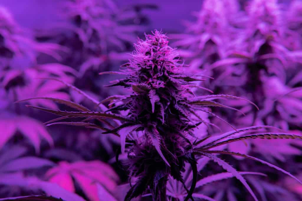 close up of marijuana plants, lavender strain