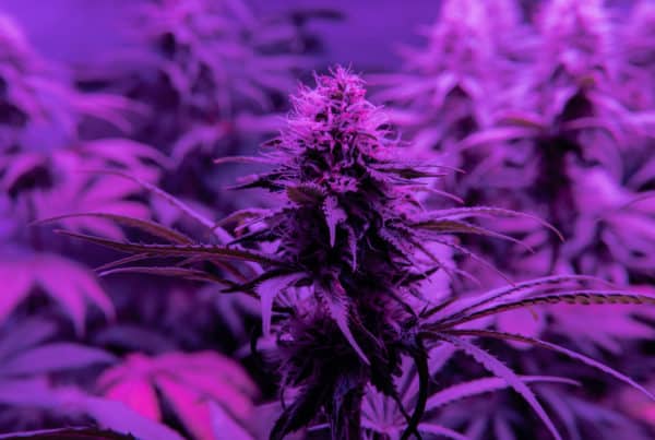 close up of marijuana plants, lavender strain