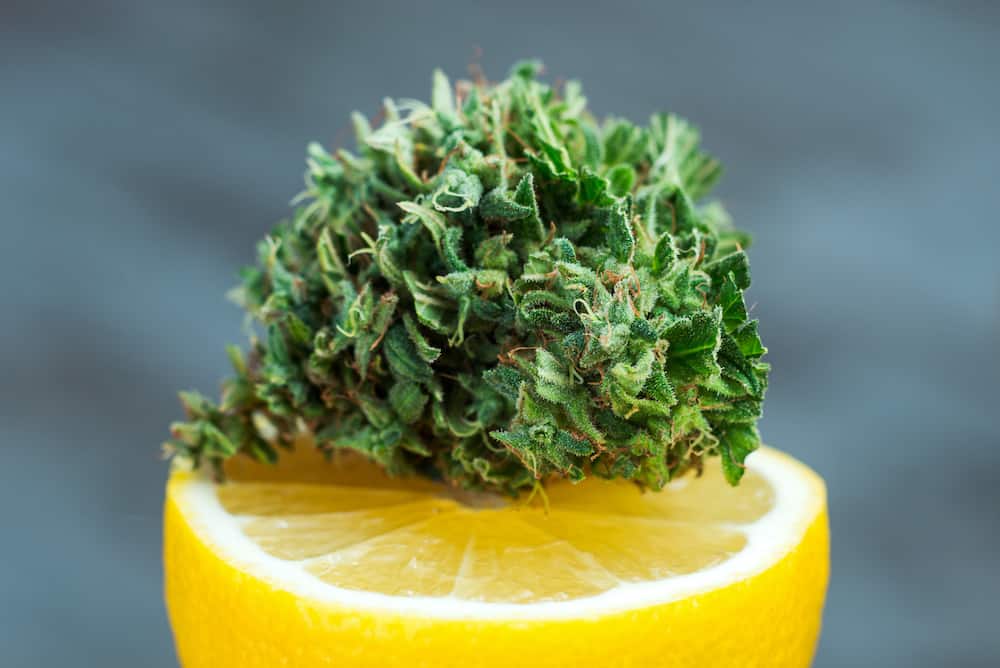 marijuana bud on lemon, lemon cookies strain