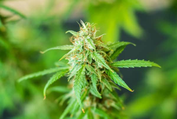 marijuana plant, New Mexico to legalize recreational cannabis