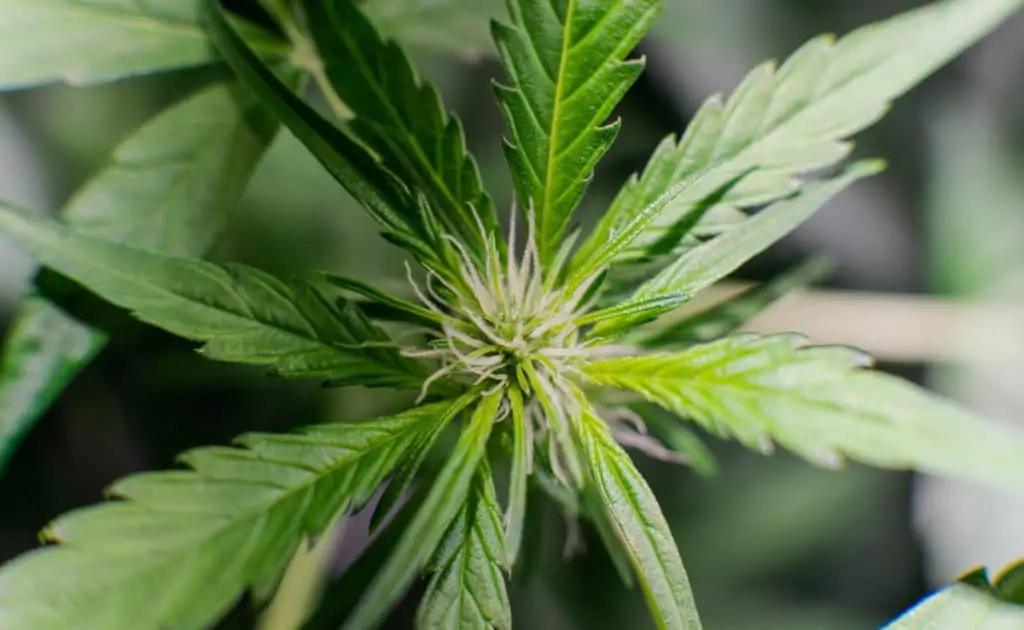 The Best White Gold Strain Review 1 close up of marijuana white gold strain