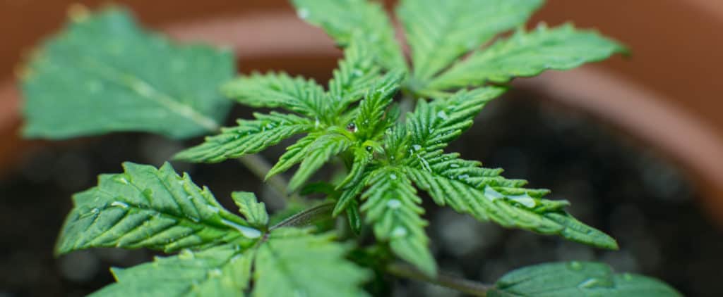 a marijuana plant growing, alaskan ice strain