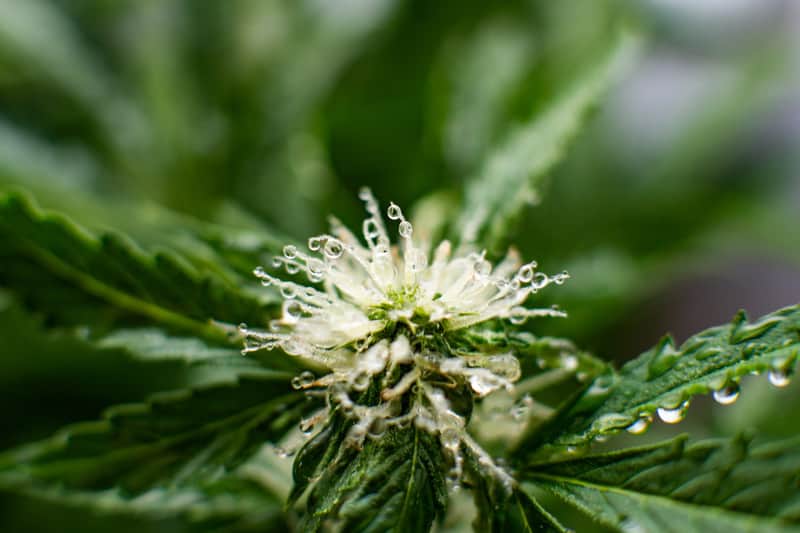 close up of apple fritter strain marijuana