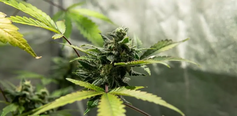 close up of marijuana plant, biker og strain