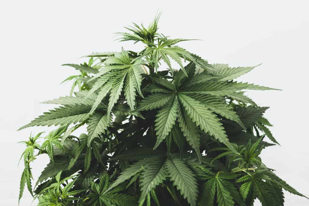close up of marijuana plant, blue lime pie strain