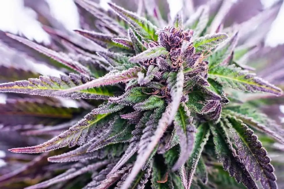 cannabis plant close up with purple hues, blueberry blast strain