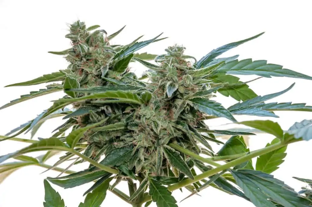 marijuana plant on white background, blueberry cobbler strain