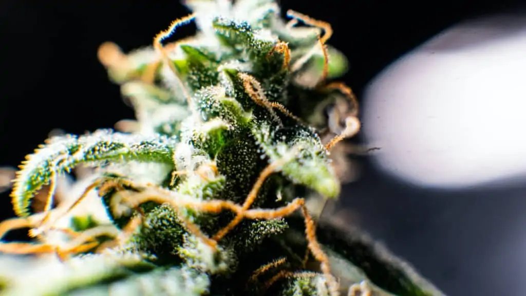 close up of marijuana plant and trichomes, Bruce Banner #3 strain