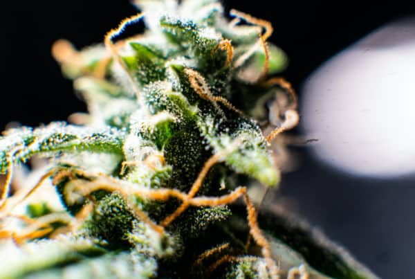 close up of marijuana plant and trichomes, Bruce Banner #3 strain