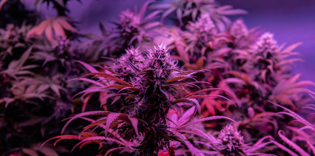close up of purple marijuana plant, bubbleberry strain