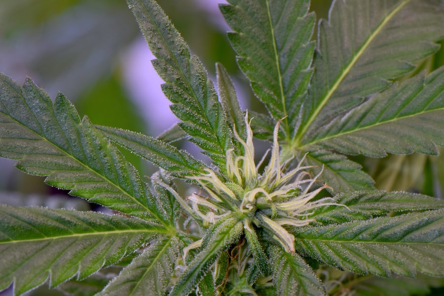 up close of a marijuana plant, Charlie sheen strain