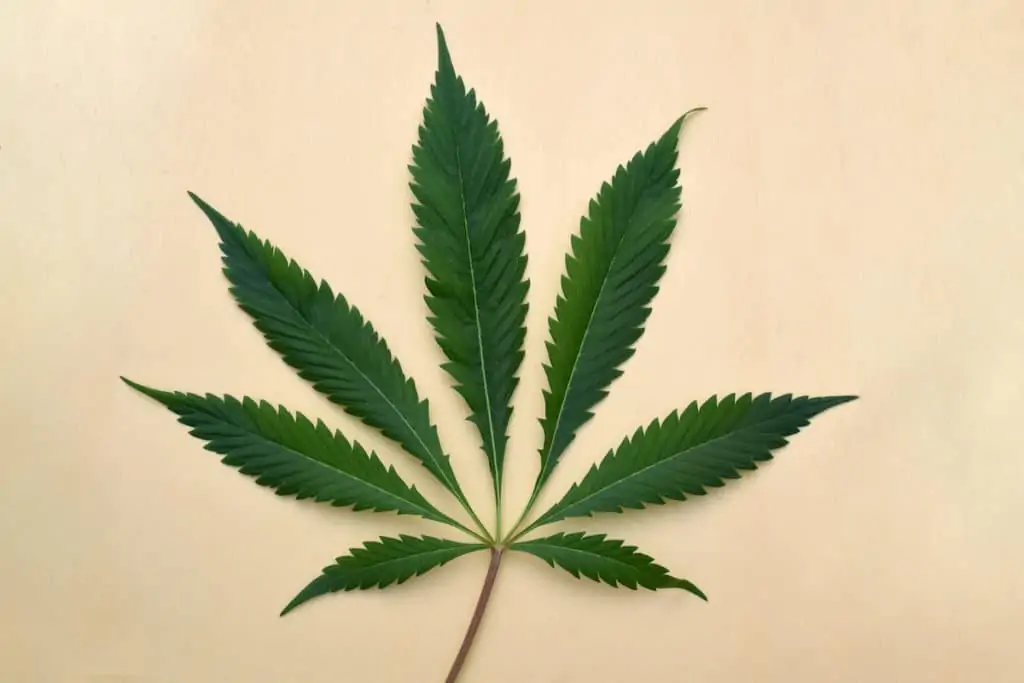 marijuana leaf on beige surface, cherry sherbet strain