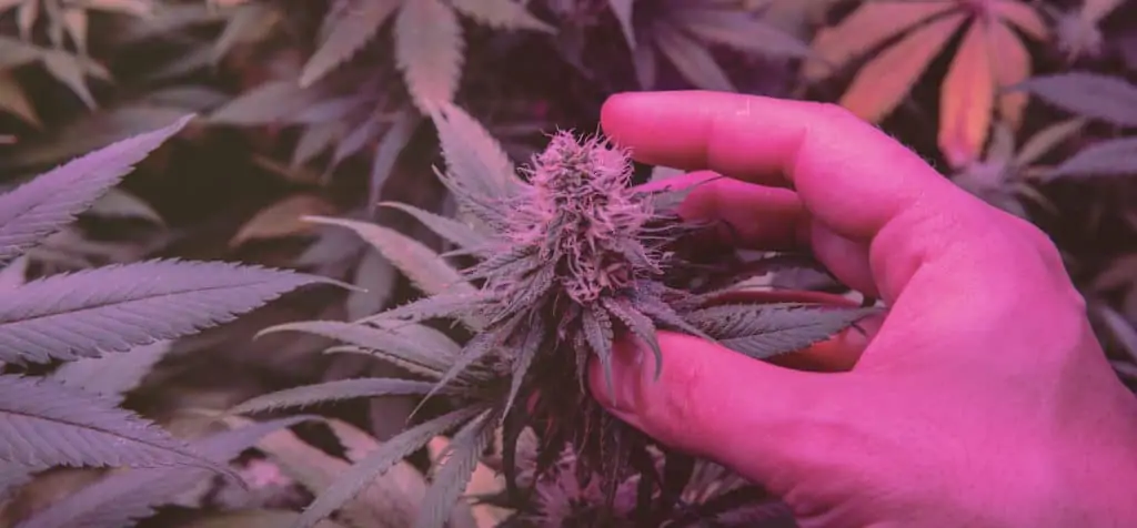 hand touching marijuana leaf with purple lighting, chunk dawg strain
