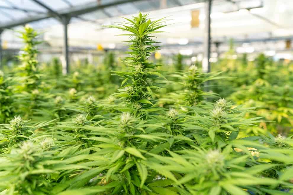 greenhouse of marijuana plants, how big do marijuana plants get