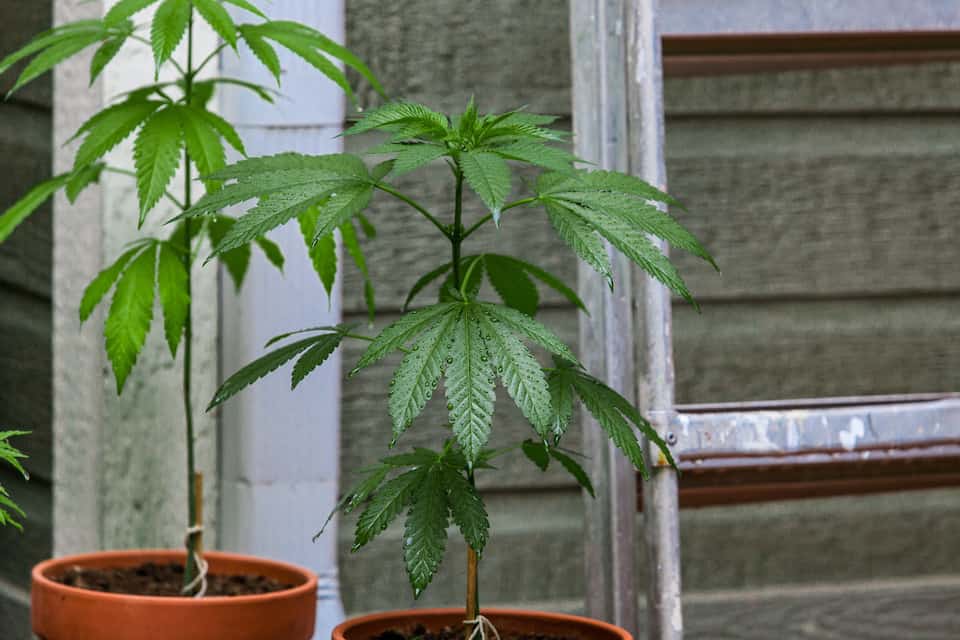 marijuana plant in pot, how long does weed take to grow outdoors